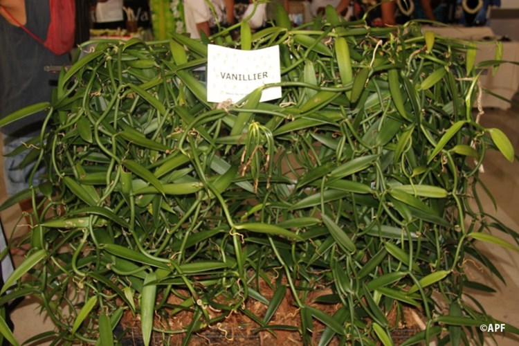 Inauguration de la 7è édition de semaine de la Vanille de Tahiti